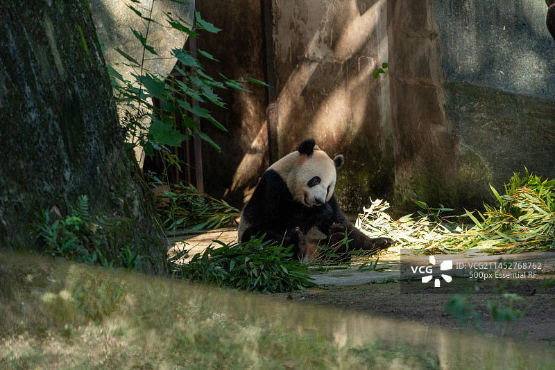 重庆动物园大熊猫图片素材