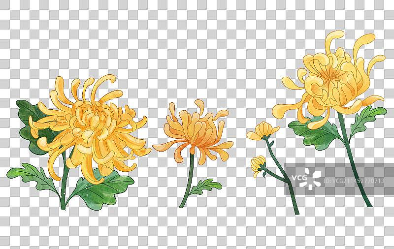 盛开的黄色的菊花插画元素图片素材
