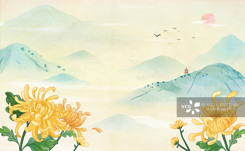 盛开的菊花重阳节背景图片素材