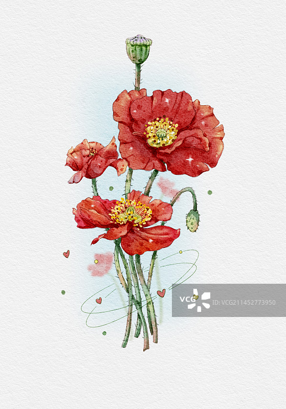 虞美人图片素材