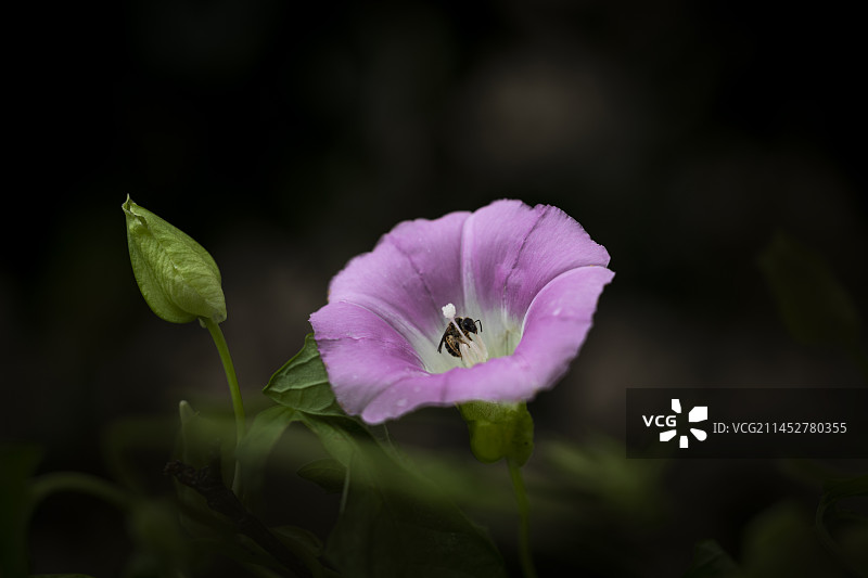 喇叭花图片素材