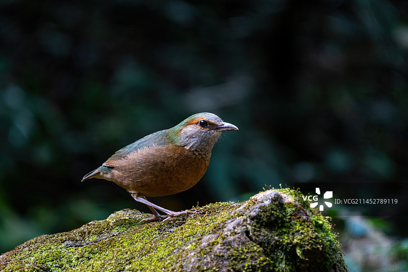 蓝背八色鸫图片素材