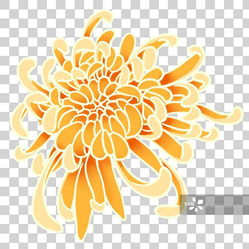 一朵盛开的菊花图片素材