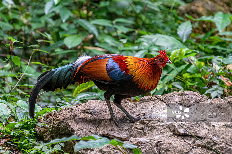 红原鸡图片素材