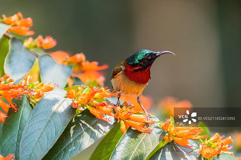 叉尾太阳鸟图片素材