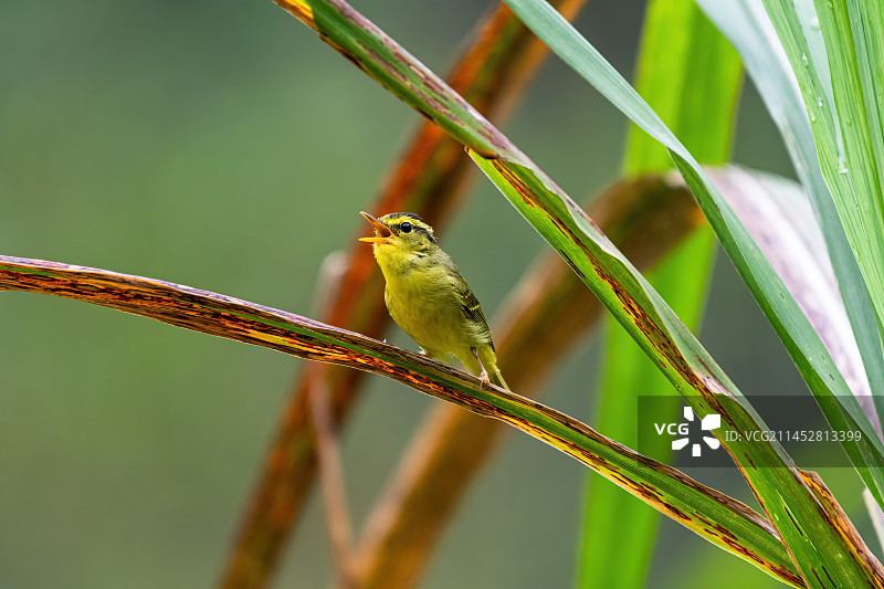 灰岩柳莺图片素材
