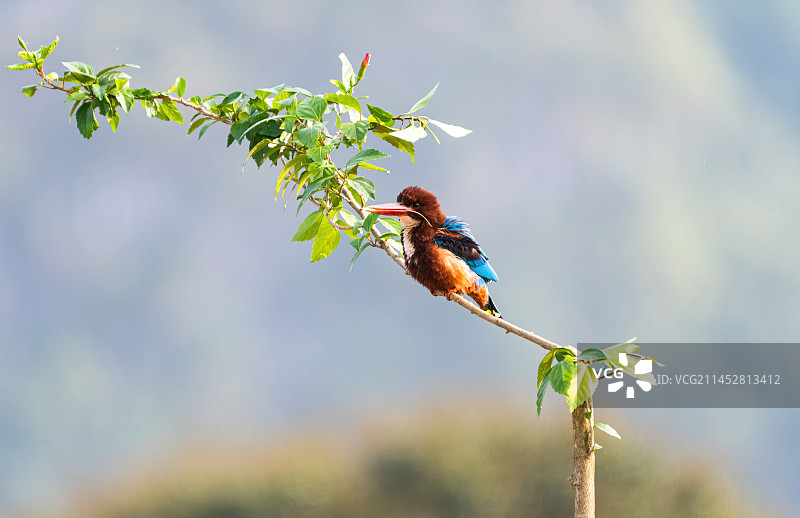 白胸翡翠图片素材