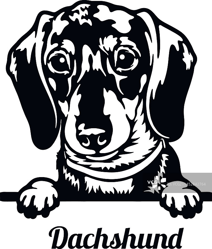 宠物腊肠犬图片素材