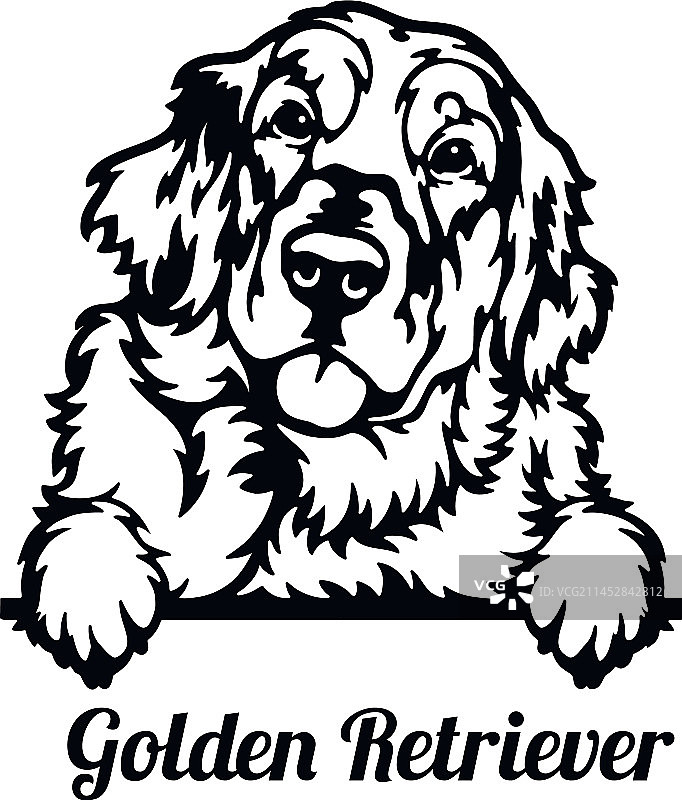 金毛巡回猎犬-偷看的犬种-宠物狗图片素材