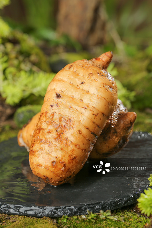 草地上的新鲜天麻图片素材