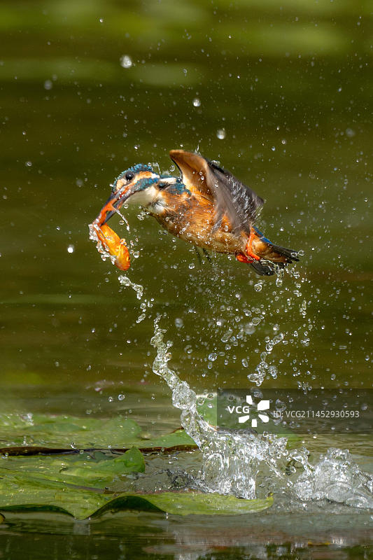 翠鸟捕获瞬间图片素材