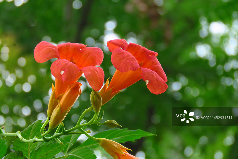 凌霄绽放图片素材