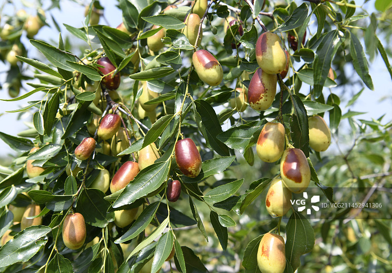 山东枣庄山亭区长红枣采摘园硕果累累图片素材