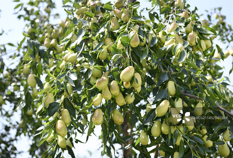 山东枣庄山亭区长红枣采摘园硕果累累图片素材