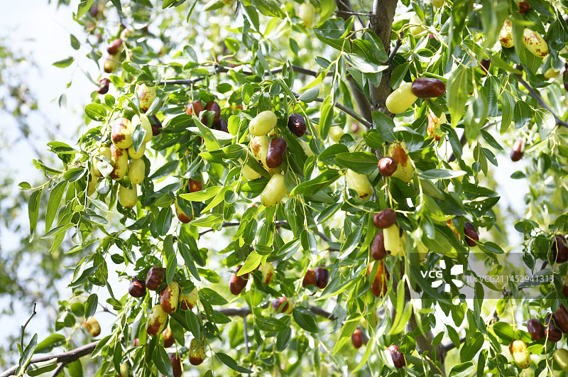 山东枣庄山亭区长红枣采摘园硕果累累图片素材