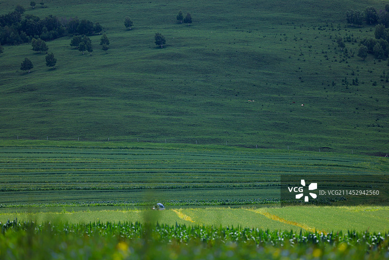 草原渐层的山坡图片素材