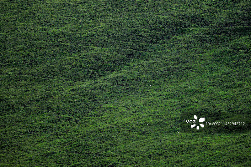 草原青草地图片素材