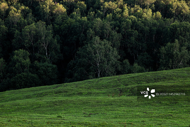 草原后面的树林图片素材