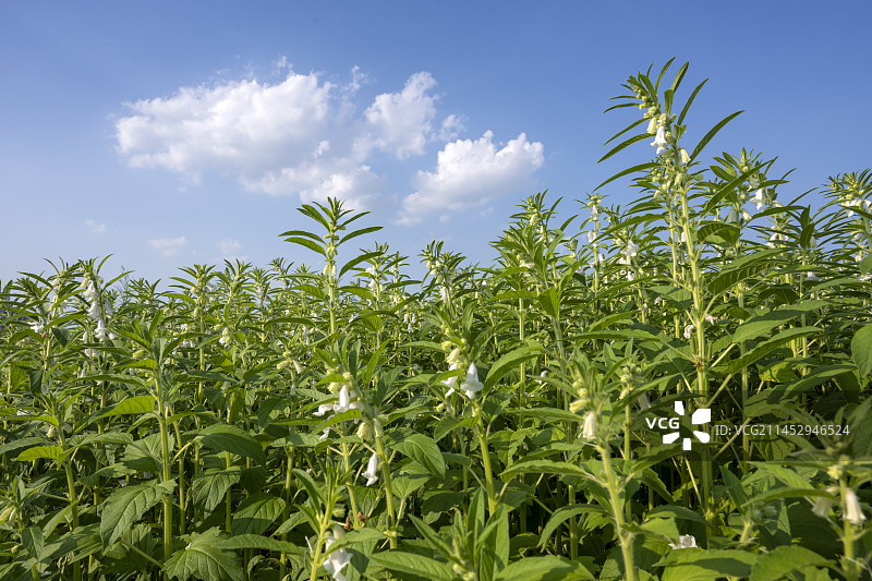 农作物芝麻开花自然风光图片素材