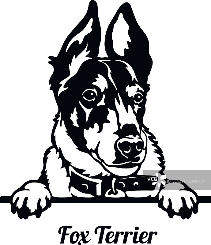 宠物狗：偷看的猎狐梗犬图片素材