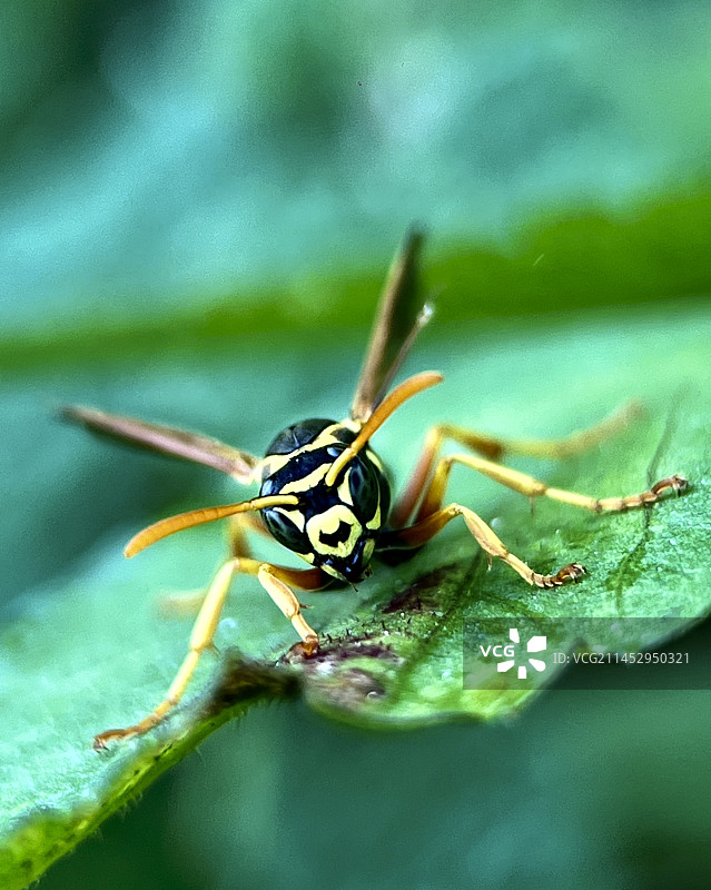 大黄蜂图片素材