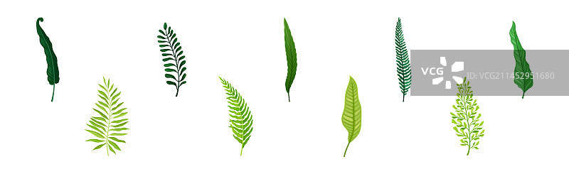 茎上的绿色热带叶子图片素材