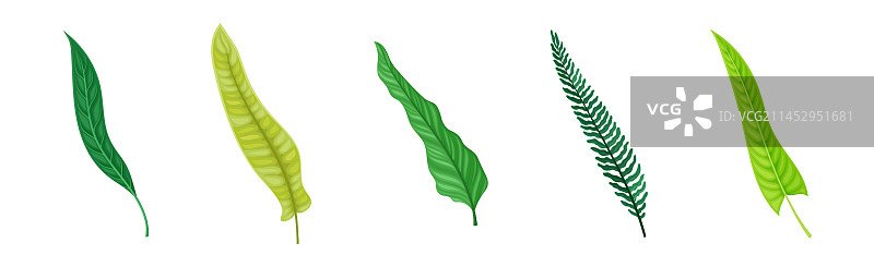 茎上的绿色热带叶子图片素材