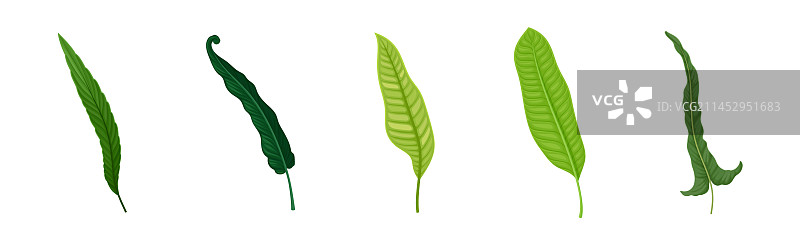 茎上的绿色热带叶子图片素材