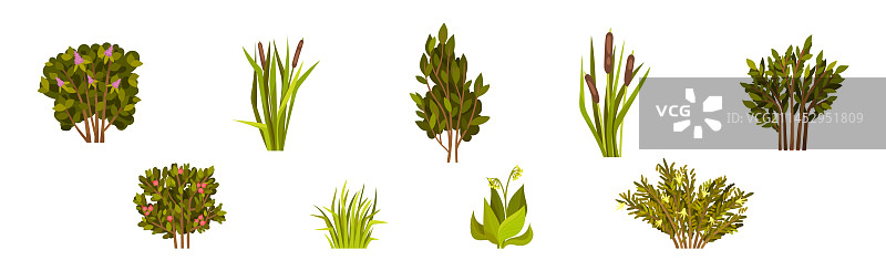 户外生长的绿叶灌木图片素材