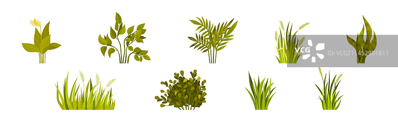 户外生长的绿叶灌木图片素材