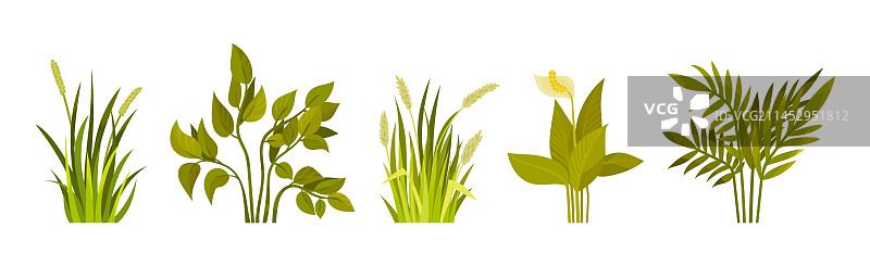 户外生长的绿叶灌木图片素材