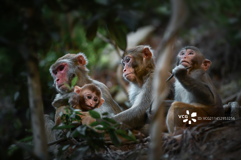 贵州贵阳黔灵山猕猴图片素材