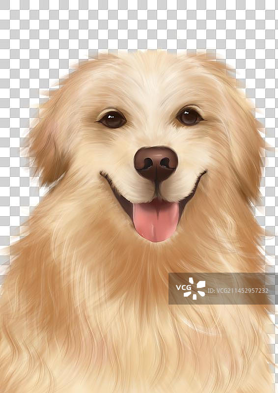 宠物猫狗图片素材