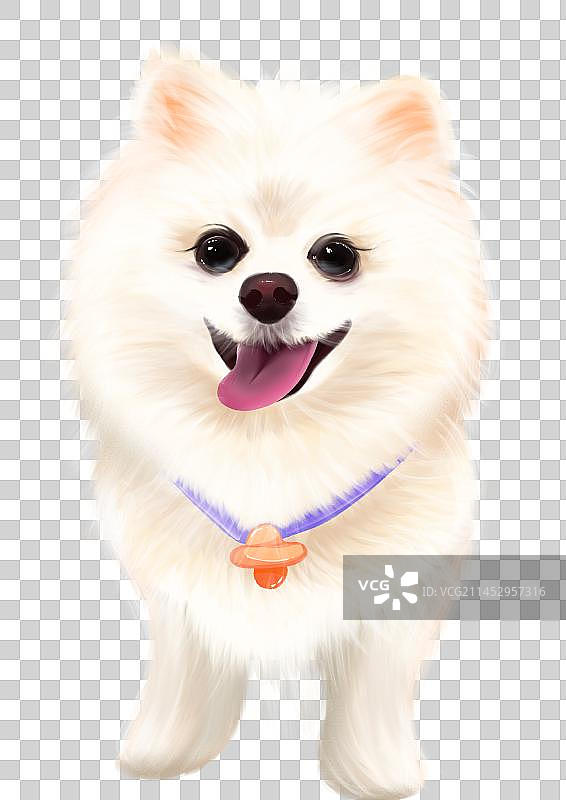 宠物猫狗图片素材