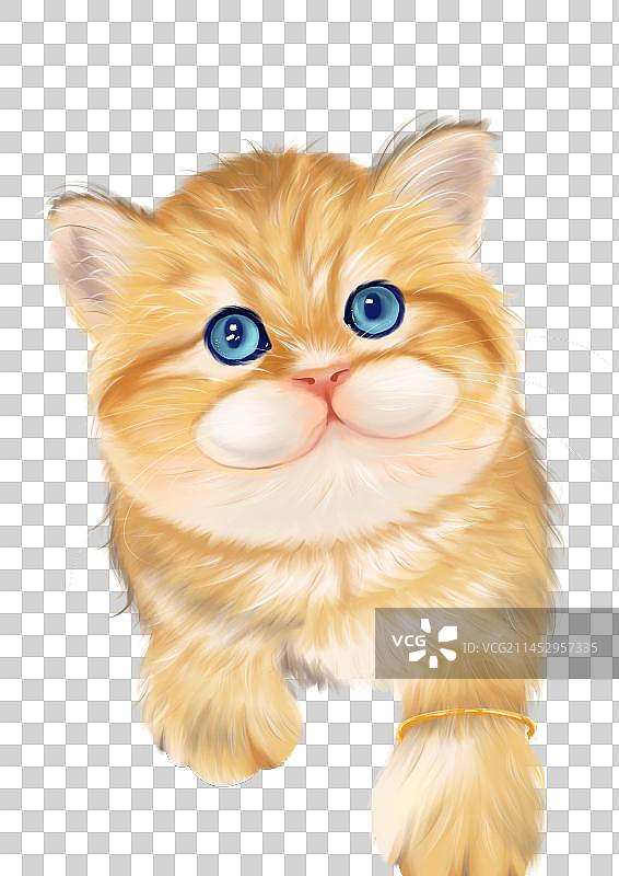宠物猫狗图片素材