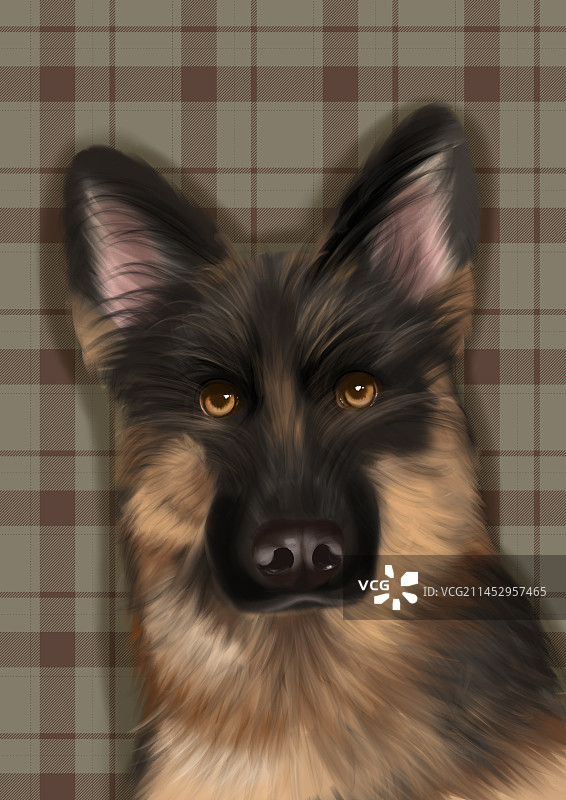 宠物猫狗德牧图片素材