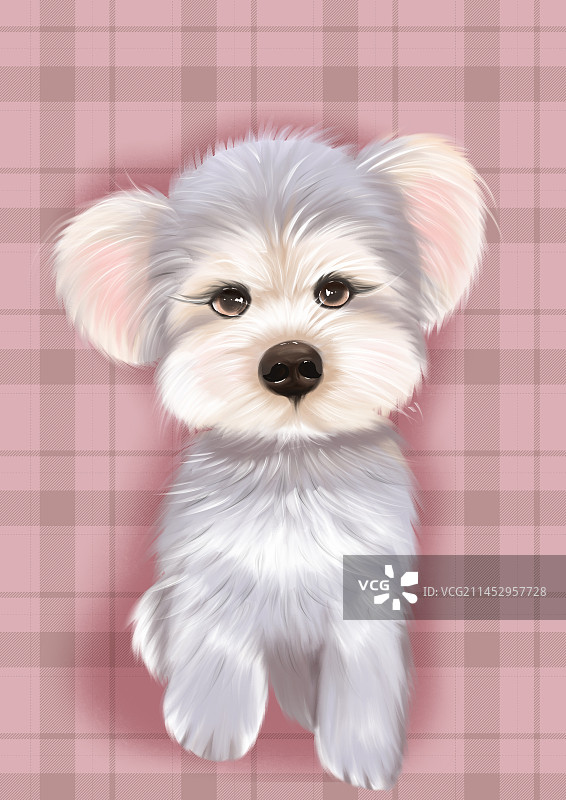 宠物猫狗雪纳瑞图片素材