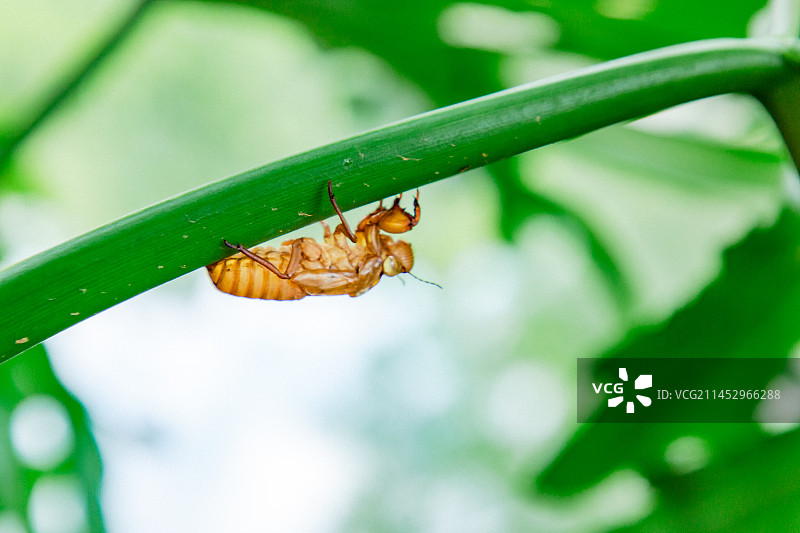 金蝉 知了 蝉蜕 中药 七年 夏天 炎热 昆虫图片素材