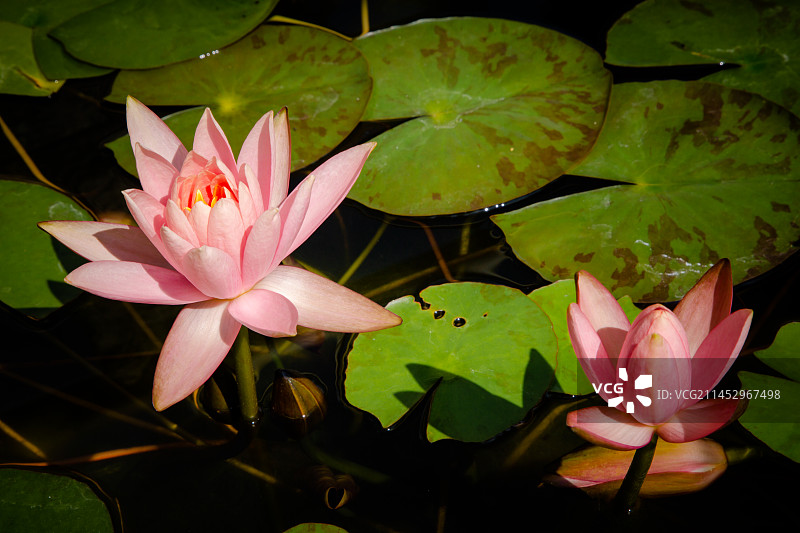 佛寺 圆通蝉寺荷花 荷叶 睡莲 佛花 莲花 白莲花图片素材