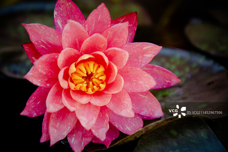 佛寺 圆通蝉寺荷花 荷叶 睡莲 佛花 莲花 白莲花图片素材