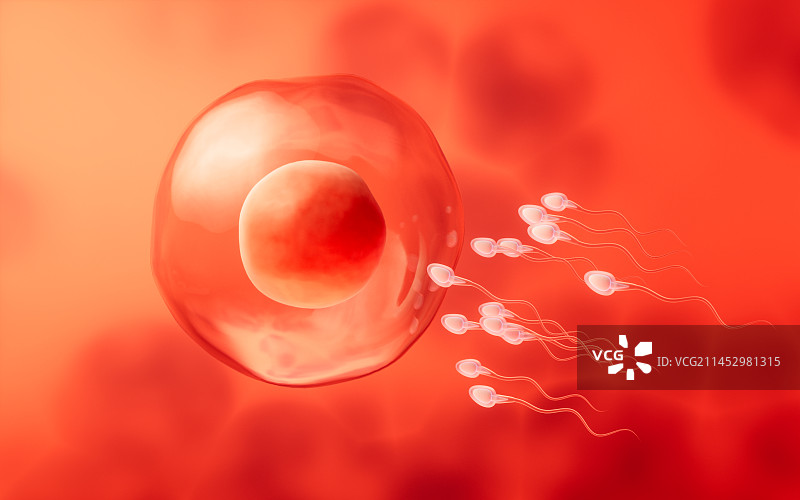 精子和卵细胞结合受精3D渲染图片素材