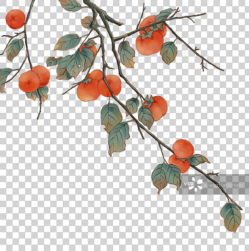 橙红柿子冬天立冬落雪的树枝果子元素图片素材