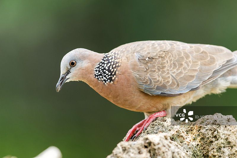 珠颈斑鸠图片素材