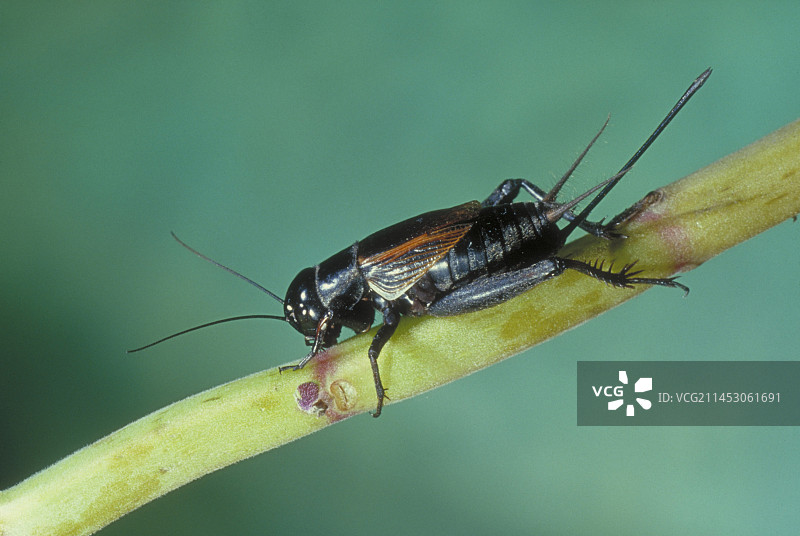 田野蟋蟀图片素材
