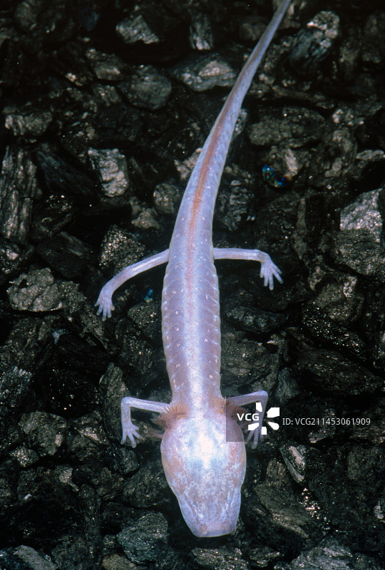 奥斯汀盲螈图片素材