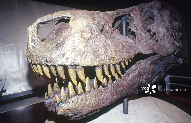 霸王龙“苏”的头骨模型（南达科他州）图片素材