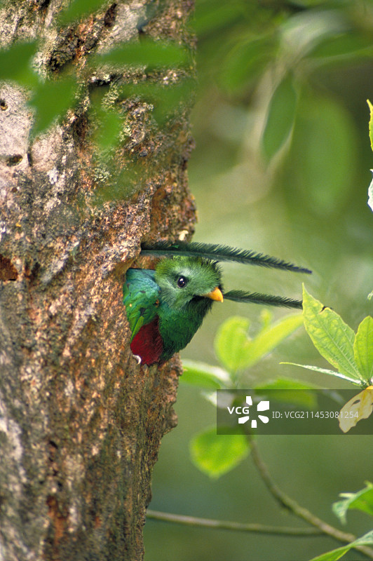 格查尔鸟，哥斯达黎加蒙特维多云雾森林保护区图片素材
