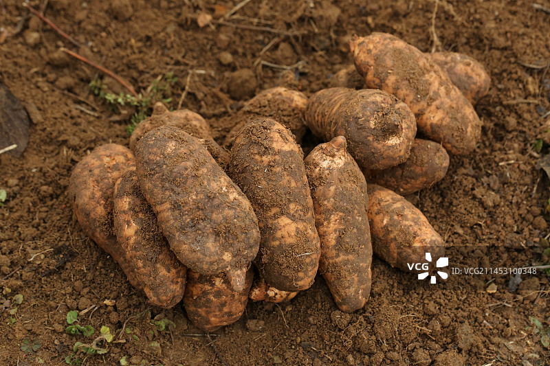 地里的新鲜现挖天麻图片素材