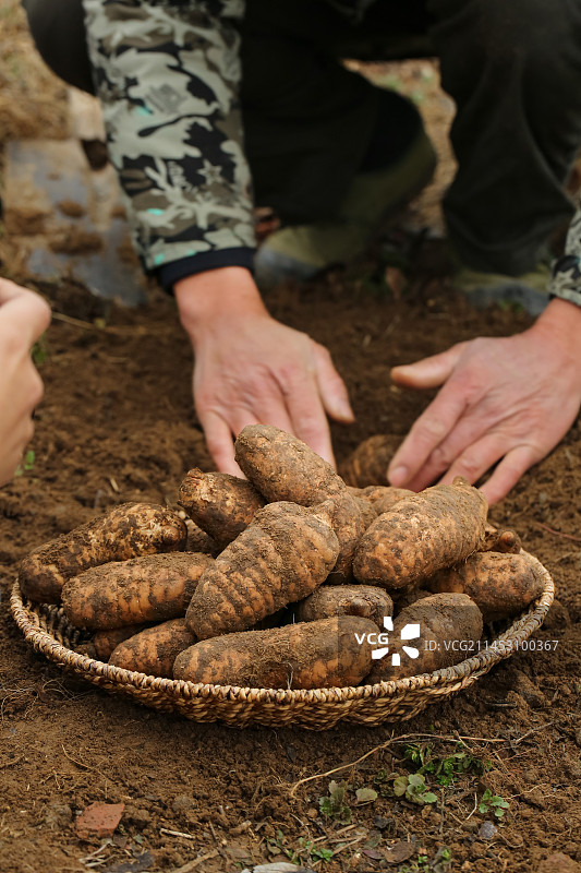 地里的新鲜现挖天麻图片素材