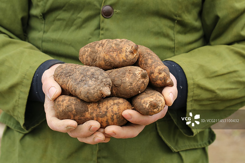 手里拿着新鲜天麻图片素材
